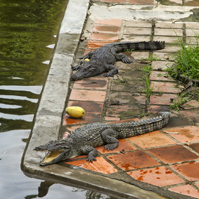 Крокодилья ферма.Вьетнам