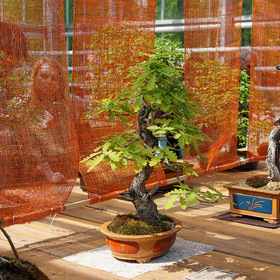 Выставка «Бонсай — миниатюрные пейзажи из живых российских деревьев» в Аптекарском огороде
